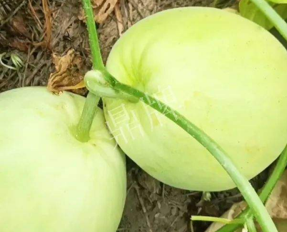 蔬菜種子種植戶客戶點(diǎn)評(píng)-我終于找到滿意的甜瓜品種了！
