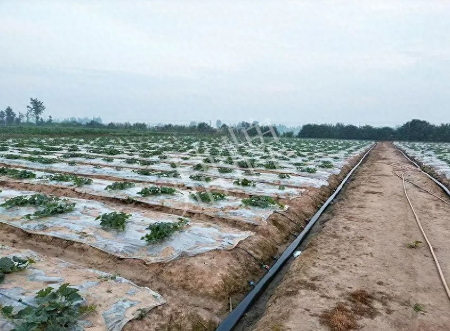 蔬菜種子種植戶客戶點評-80后大廚回鄉(xiāng)種甜瓜，第一年就賺15萬！