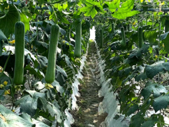 蔬菜種子種植戶客戶點評-高手在民間，浙江蒼南的絲瓜在下半年至春節(jié)，都有大量上市！