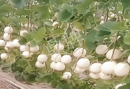 蔬菜種子種植戶客戶點評-現(xiàn)在的瓜菜價格不好，但我種植的優(yōu)質(zhì)甜瓜還是有好的收入！