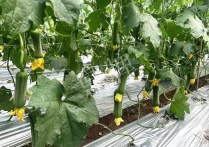 蔬菜種子種植戶客戶點評-這個新品種好不好？？？見證的時候到了！