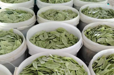 蔬菜種子種植戶客戶點評-時隔20年，我再種這個品種，大家來看看，怎么樣？