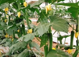 蔬菜種子種植戶客戶點(diǎn)評-一株結(jié)瓜30多個，價錢好，賺了！