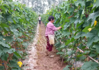蔬菜種子種植戶客戶點(diǎn)評-85歲老奶奶，還是種植基地的領(lǐng)頭人，做的怎么樣？一起去看看…